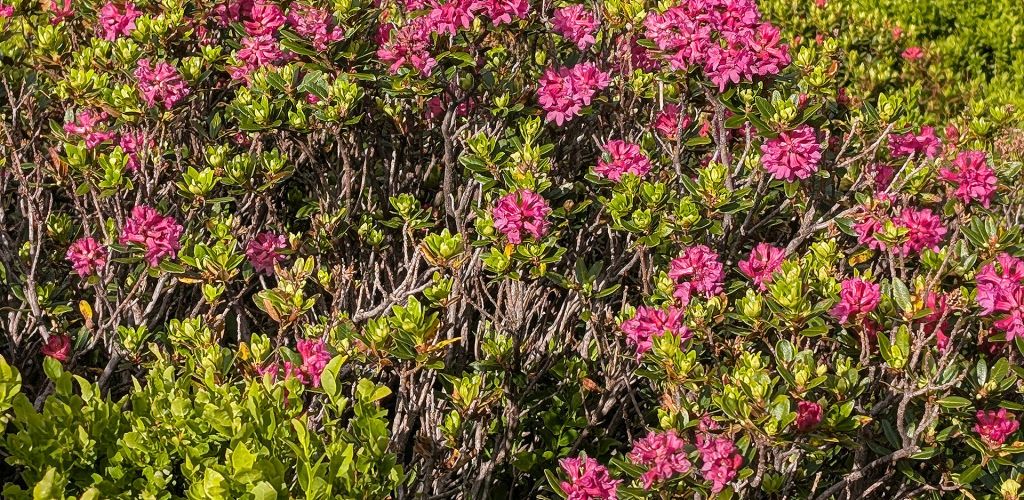 Almrosen auf der Bichlalm