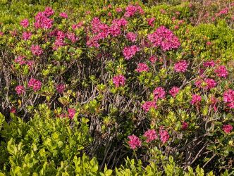 Almrosen auf der Bichlalm
